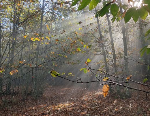 Castañar de Valdejetas