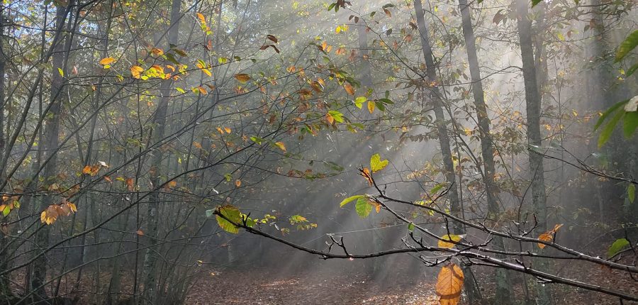 Castañar de Valdejetas