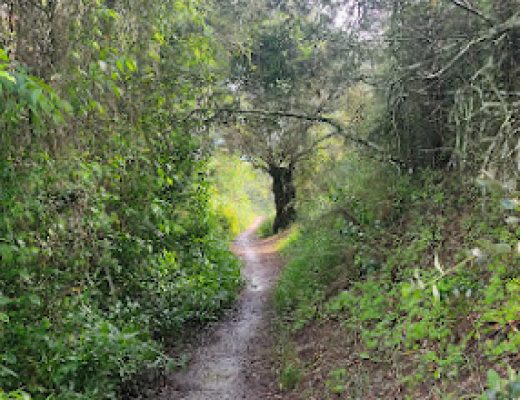 Paseo por el arroyo Pedroches
